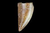 Serrated, Raptor Tooth - Real Dinosaur Tooth #98543-1
